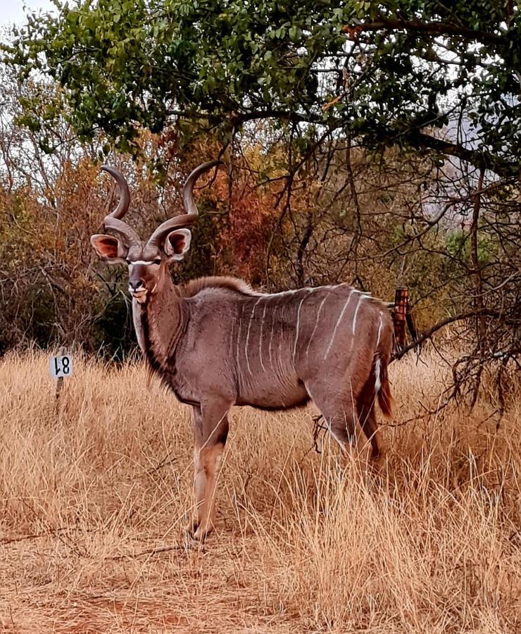 라이덴버그 66 Sharalumbi Wildlife Estate 아파트 외부 사진